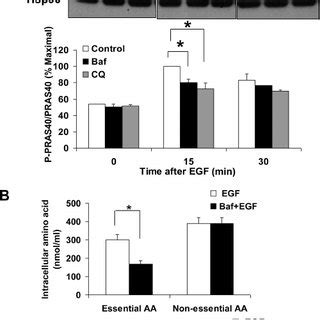 Effect Of Bafilomycin On Egf Induced Mtorc Signaling A Hepatocytes