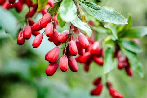 17 Potential Benefits of Berberine - SelfHacked