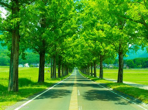 紅葉だけじゃない！滋賀・高島のメタセコイア並木の新緑が絶景だったお話｜さんぽのしるべ