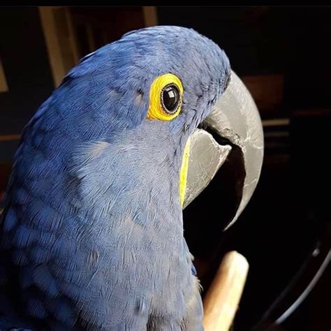 Couple Male And Female Months Old Hyacinth Macaw Parrots For Sale