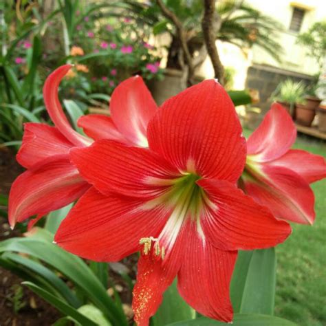 Hippeastrum Galaxy Group Minerva Hippeastrum Minerva Uploaded