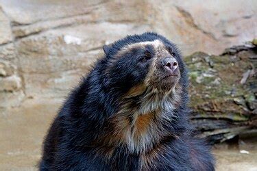 list  largest land carnivorans wikipedia