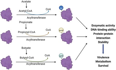 How To Improve Short Chain Fatty Acids at Ali Oshanassy blog