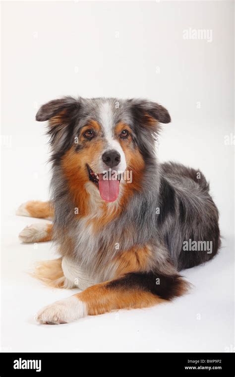 blue merle  res stock photography  images alamy