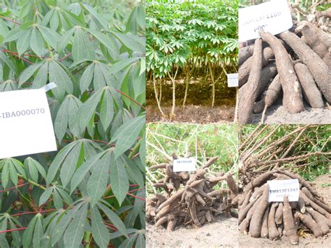 Next Generation Cassava Varieties Endorsed For Release In Nigeria Cassava Matters