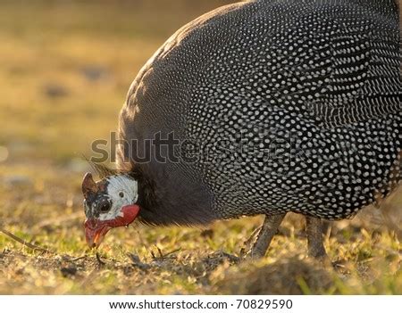 Air, Animals, Stock Photo 70829590 : Shutterstock