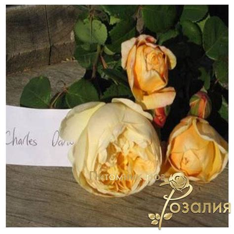 Купить саженцы роз чарльз дарвин в Харькове, продажа от интернет ...