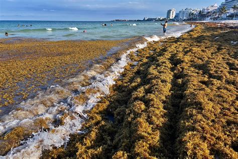 Giant Seaweed 'Blob' Could Carry Dangerous Bacteria - Kowatek