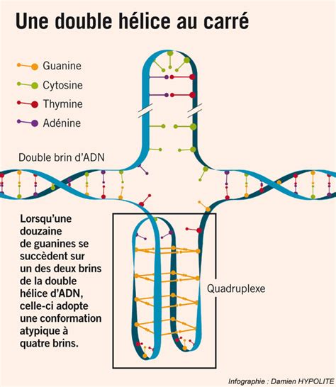 Question De La Semaine Qu Est Ce Que L Adn Et Brins Sciences