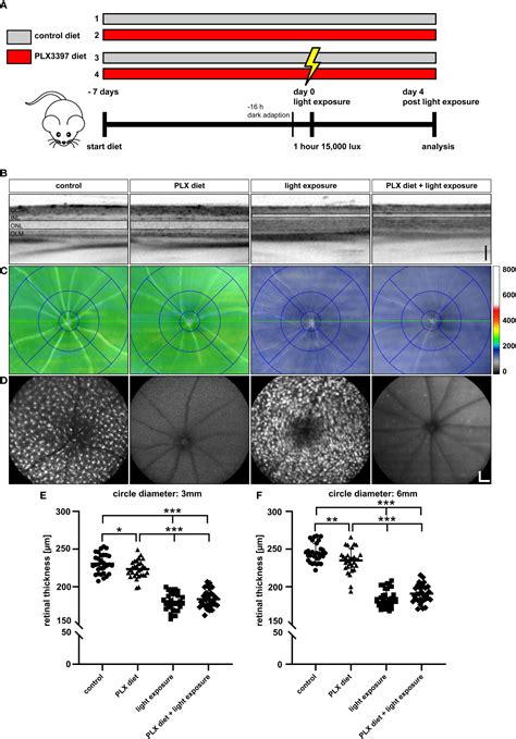 Frontiers Microglia Depletion Repopulation Does Not Affect Light