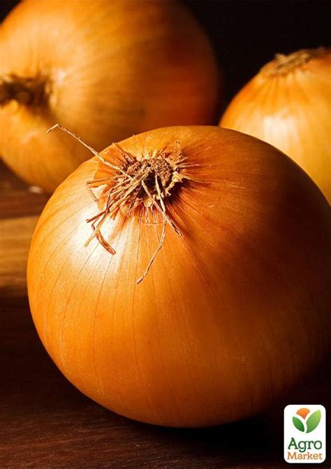 Голландский лук-севок (арбажейка) ранний, округлый, желтый "Радар" 0 ...