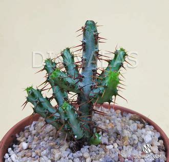 Euphorbia Aeruginosa, Эуфорбия Аэругиноза, Молочай аэругиноса, Молочай ...