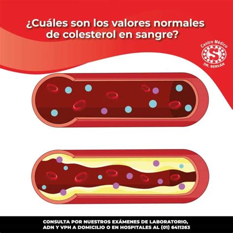 ¿cuáles Son Los Valores Normales De Colesterol En Sangre Centro Médico Dr Serván