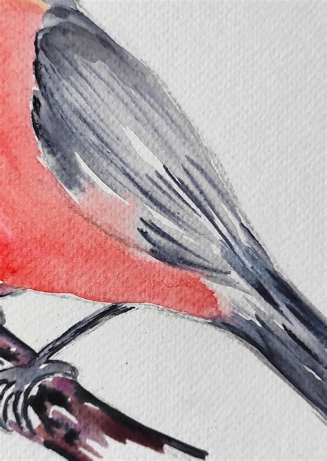 Bullfinch Original Watercolor Painting Etsy