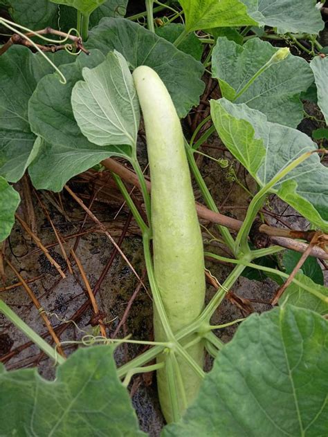 Desi Bottle Gourd Lauki Long Variety Seeds Open Pollinated Seed And Plant