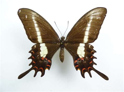 Papilio Hectorides Female Aureus Butterflies Insects