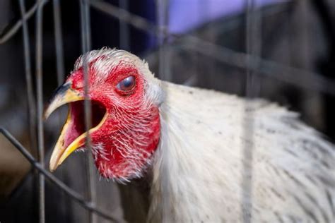 H5N1 is infecting millions of animals. If it crosses over to humans, it ...