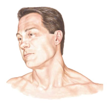diagram  neck surface anatomy quizlet