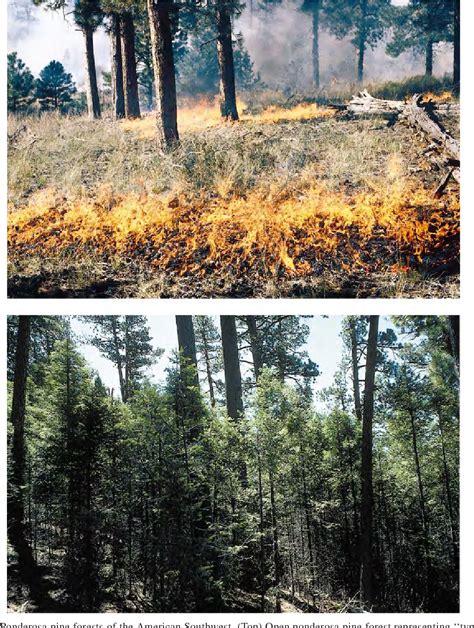 Figure 1 From Ecological Restoration Of Southwestern Ponderosa Pine