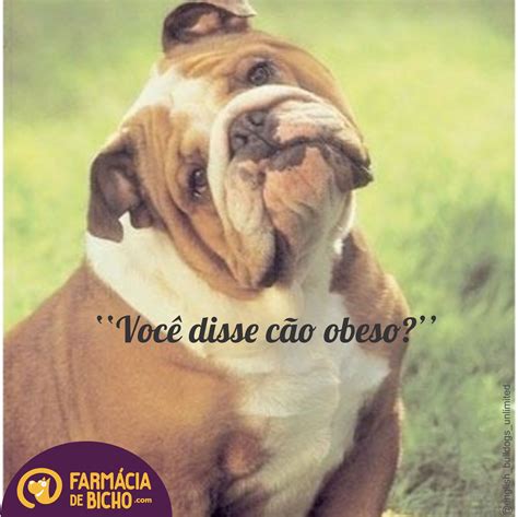 Odesidade Nos Pets Blog Da Farm Cia De Bicho Blog Da Farm Cia