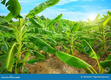 banana plantation stock photo image  country banana