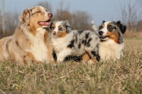 Australian Shepherd Helps His Owner After A Hard Day At Work