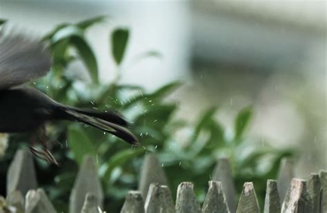 Junge Weibliche Amsel Im Regen Beim Abflug Reb Art Flickr