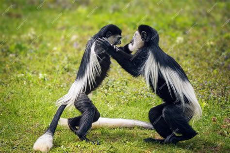 Premium Photo Two Mantled Guereza Monkeys Fighting In Grass