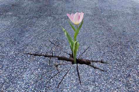 Crecimiento De Flor De La Grieta En Asfalto Foto De Archivo Imagen De