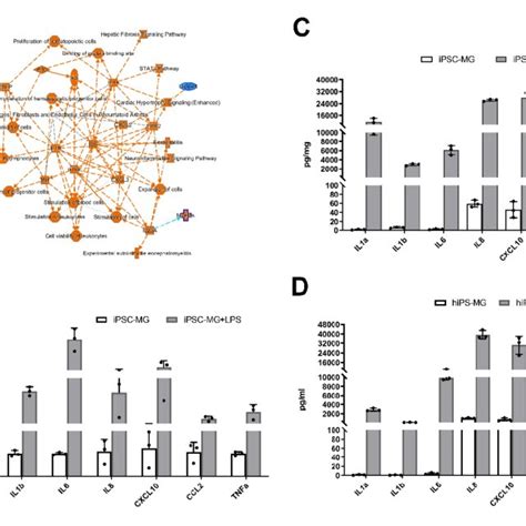 Differentiation And Characterization Of Human Ipsc Derived Microglia