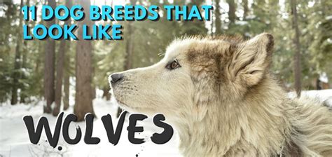 11 Dogs That Look Like Wolves The Best Wolf Dog Breeds