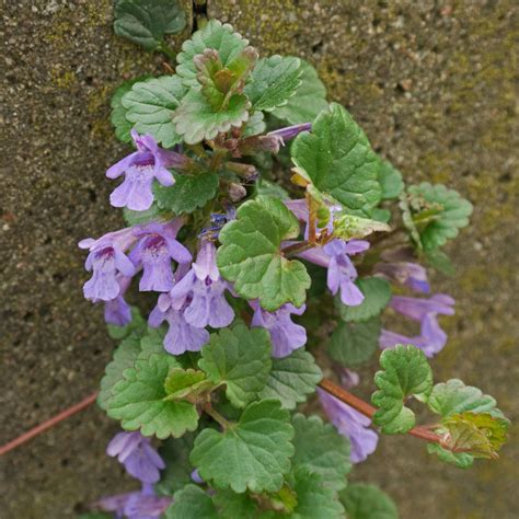 Будра пестролистная (76 фото) » НА ДАЧЕ ФОТО