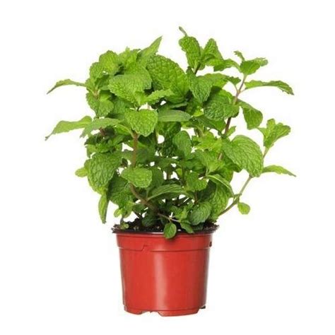 Bio Bio Menthe Verte Pot De Cm Supermarch S Match