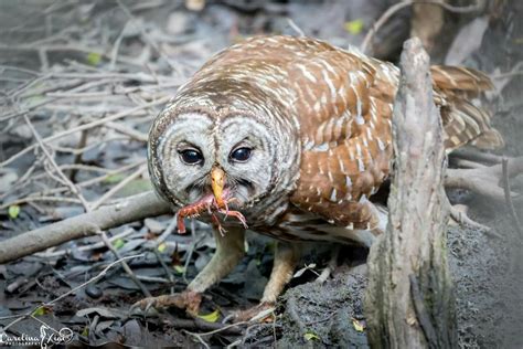 A Barred Owl Feeds On A Crayfish In South Carolina Usa Photo Thanks