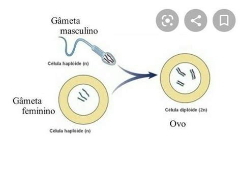 Quando Falamos Em Reprodução Sexuada Podemos Afirmar Com Certeza Que - 9) Quando falamos em reprodução sexuada, podemos afirmar com certeza ...