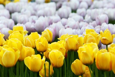 How To Grow Tulips Bulb Planting To Flower Care