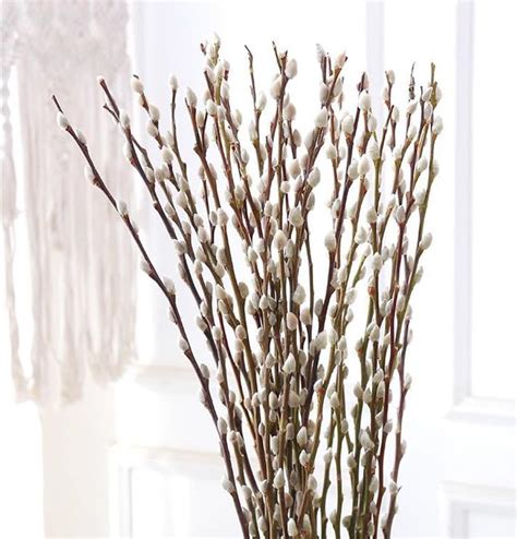 Amazon Branches Pussy Willow Branches For Vases Inches Natural Dried Pussy Willows