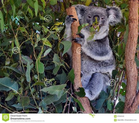 Koala Linda Que Come Las Hojas Del Eucalipto Foto De Archivo Imagen