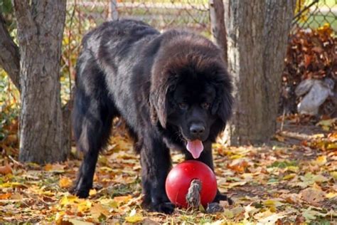 415+ Newfoundland Dog Names – Cute, Tough & More - My Dog's Name