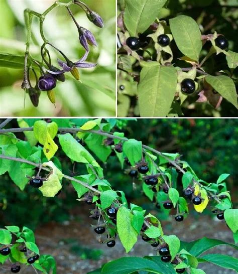 Deadly Nightshade Plants