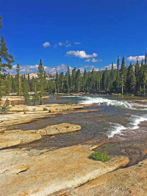 Yosemite Photos - Mariposa Grove of Sequoias - Yosemite Peregrine Lodge