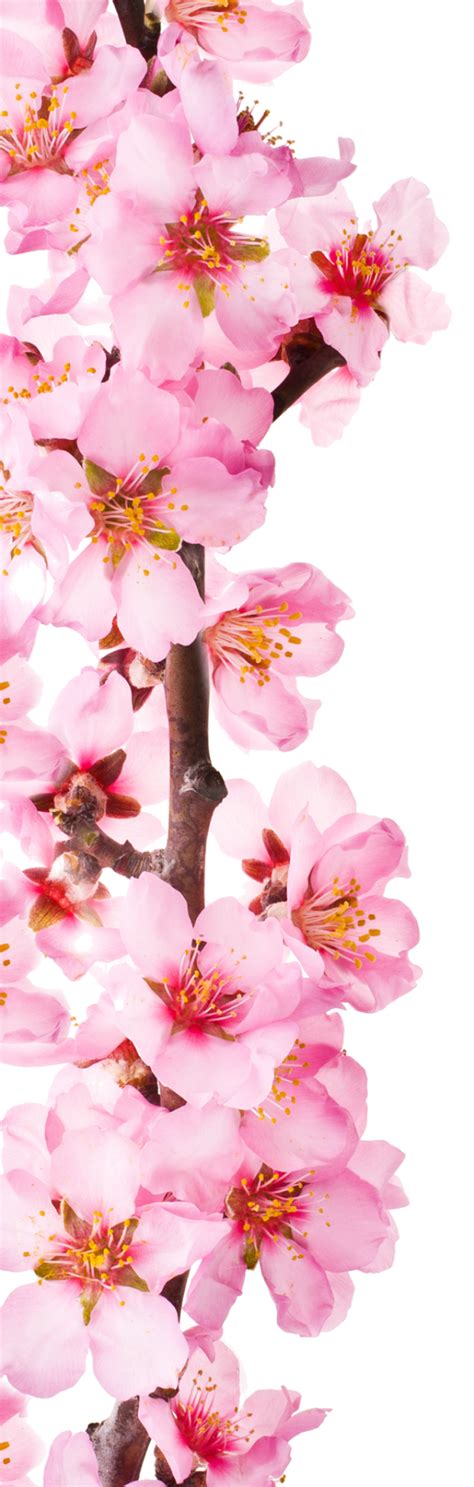 Webshop - Henriëtte Faroche