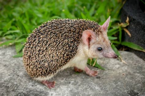 egyptian long eared hedgehog info pictures behavior care pangovet