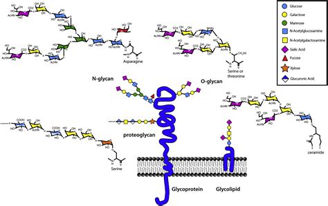 Glycans And Glycan Binding Proteins In Immune Regulation A Concise