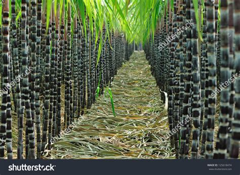sugarcane field stock photo  shutterstock
