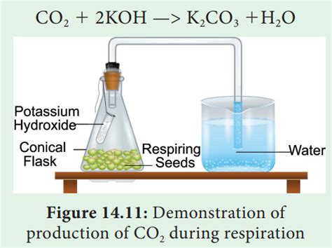 Respiratory Quotient (RQ) in Plant - Formula, Significance, Experiment