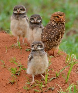 Filhotes De Coruja Buraqueira - coruja-buraqueira (Athene cunicularia) | WikiAves - A Enciclopédia das ...