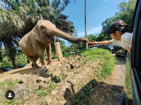 Seru Banget Tips Jalan Jalan Ke Taman Safari Nomor Jangan Sampai