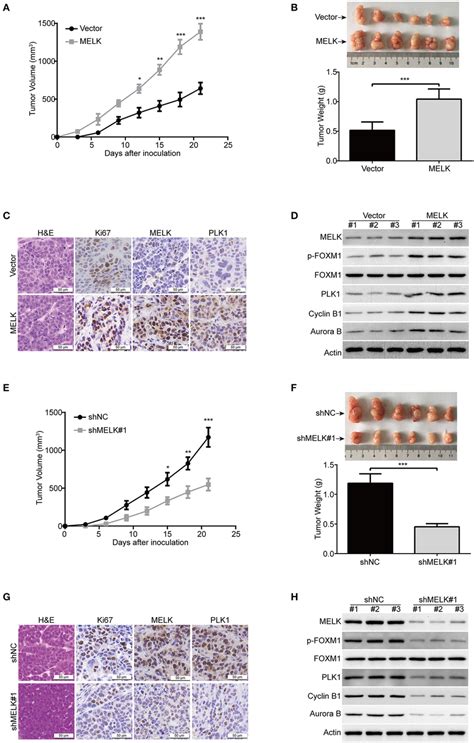 Melk Promotes Escc Cell Growth In Nude Mice A The Growth Curves Of
