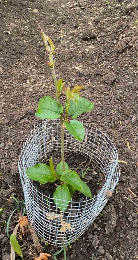 Growing a Cherry Tree from Seed - Life In The Green.House